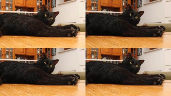黑猫在木桌上休息