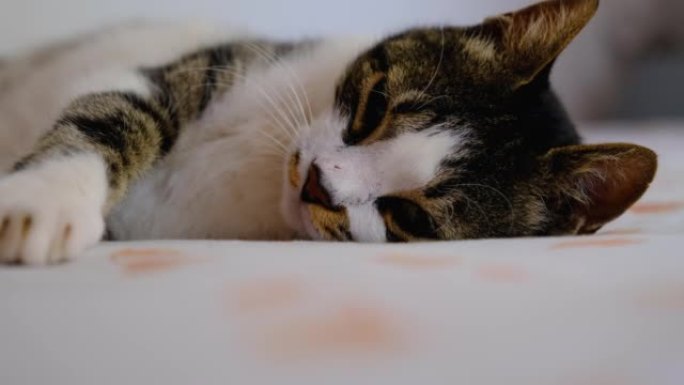 躺在床上的家猫睁眼闭眼
