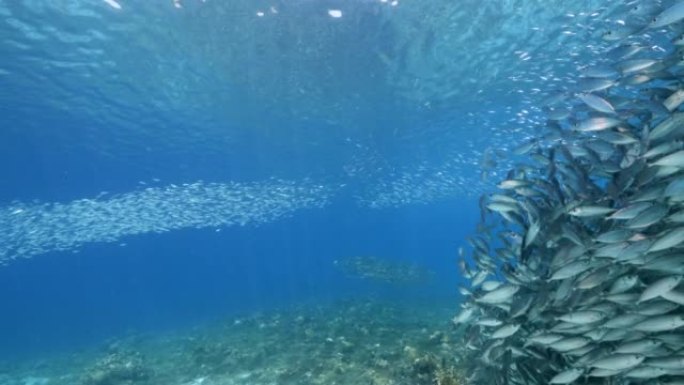 Bait ball / school of fish in turquoise water of c