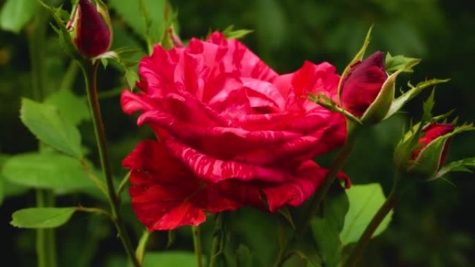 暗红色条纹玫瑰与花蕾在花园里
