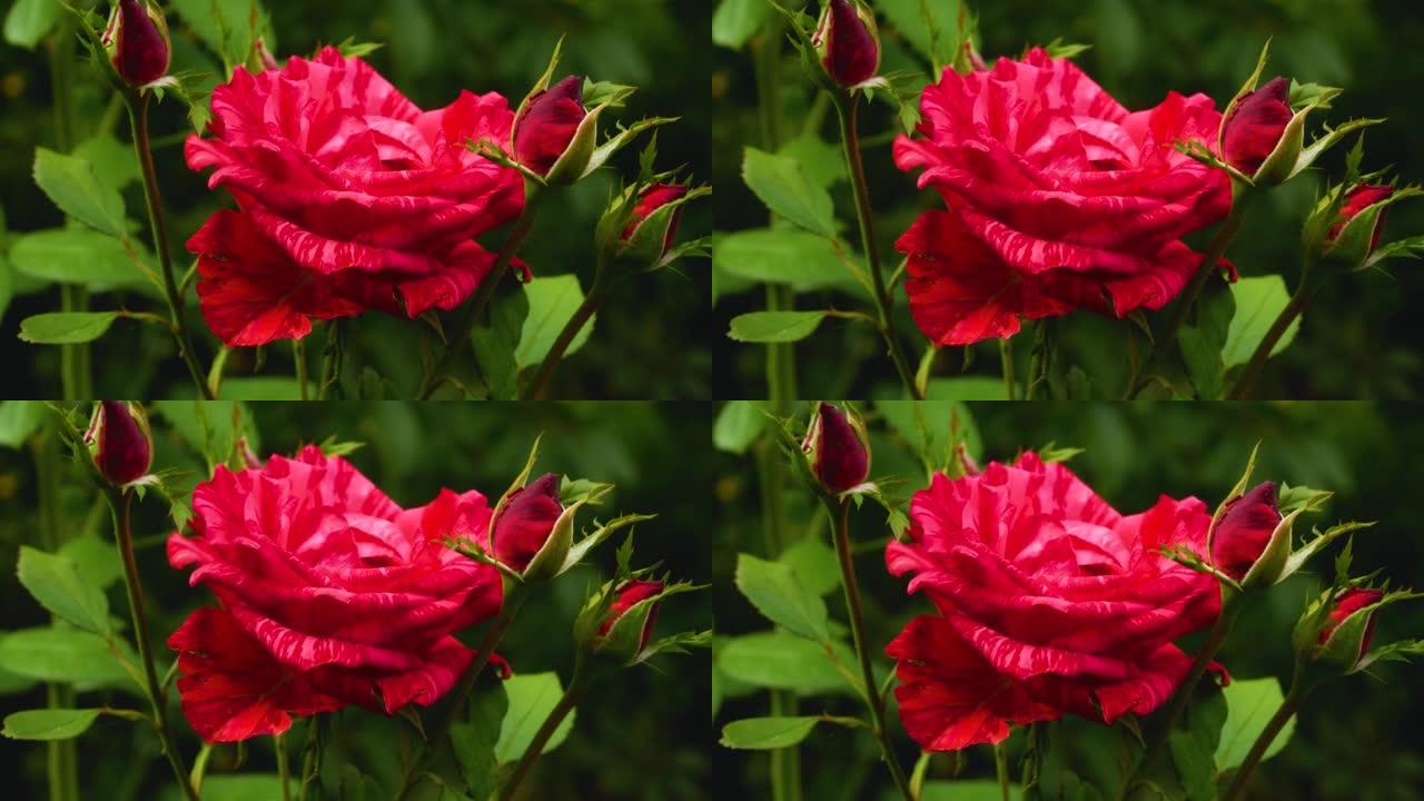 暗红色条纹玫瑰与花蕾在花园里