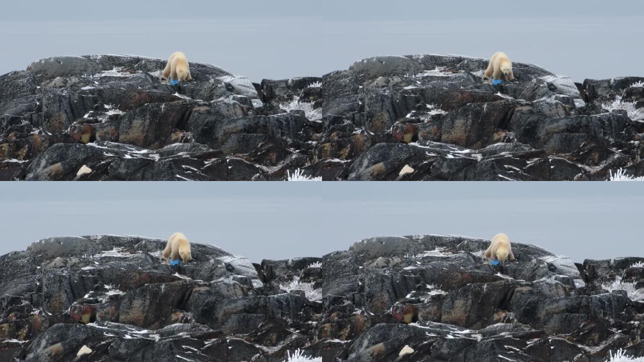 北极熊用蓝色塑料袋在岩石上吃东西，远射
