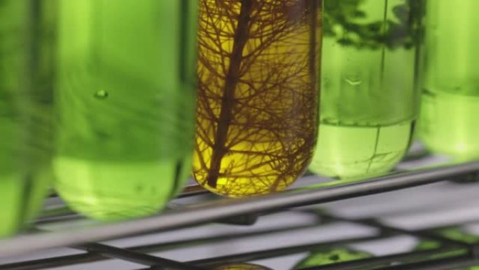 科学家正在研究藻类能量以获取可靠的生物燃料来源。