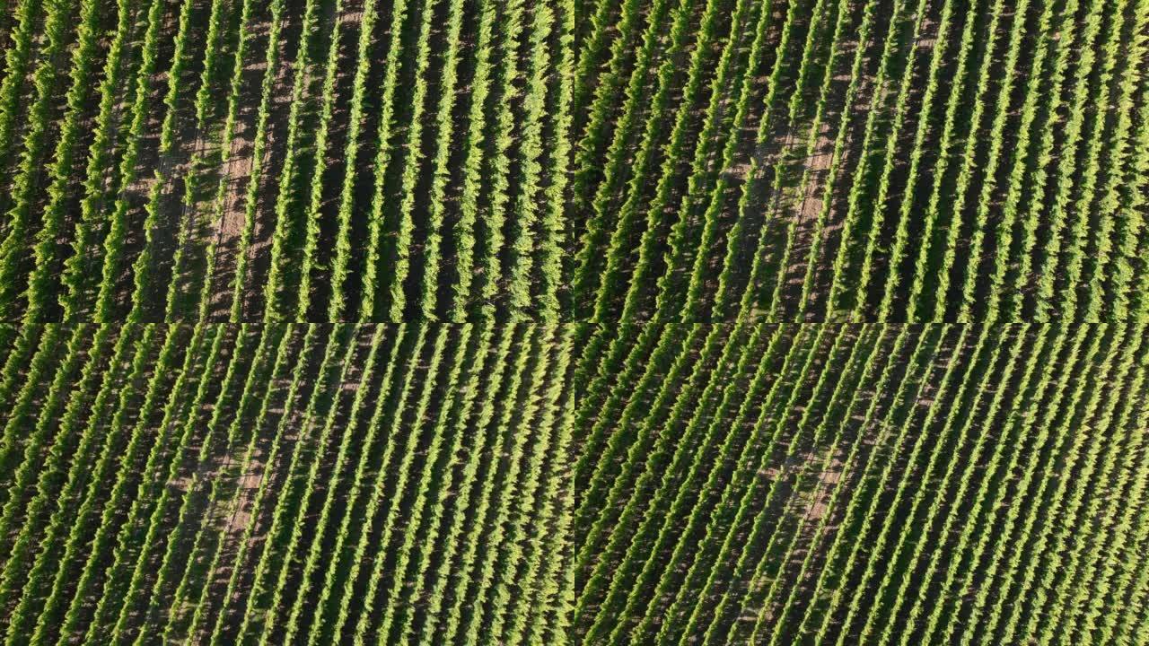 法国波尔多葡萄酒产区的葡萄园