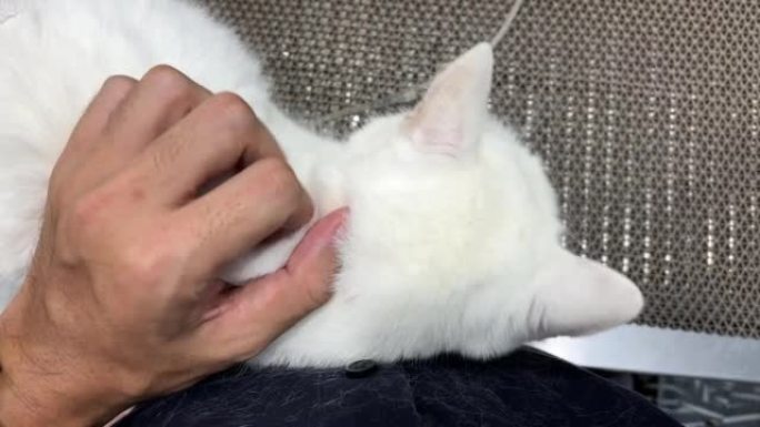 手抚摸一只白猫