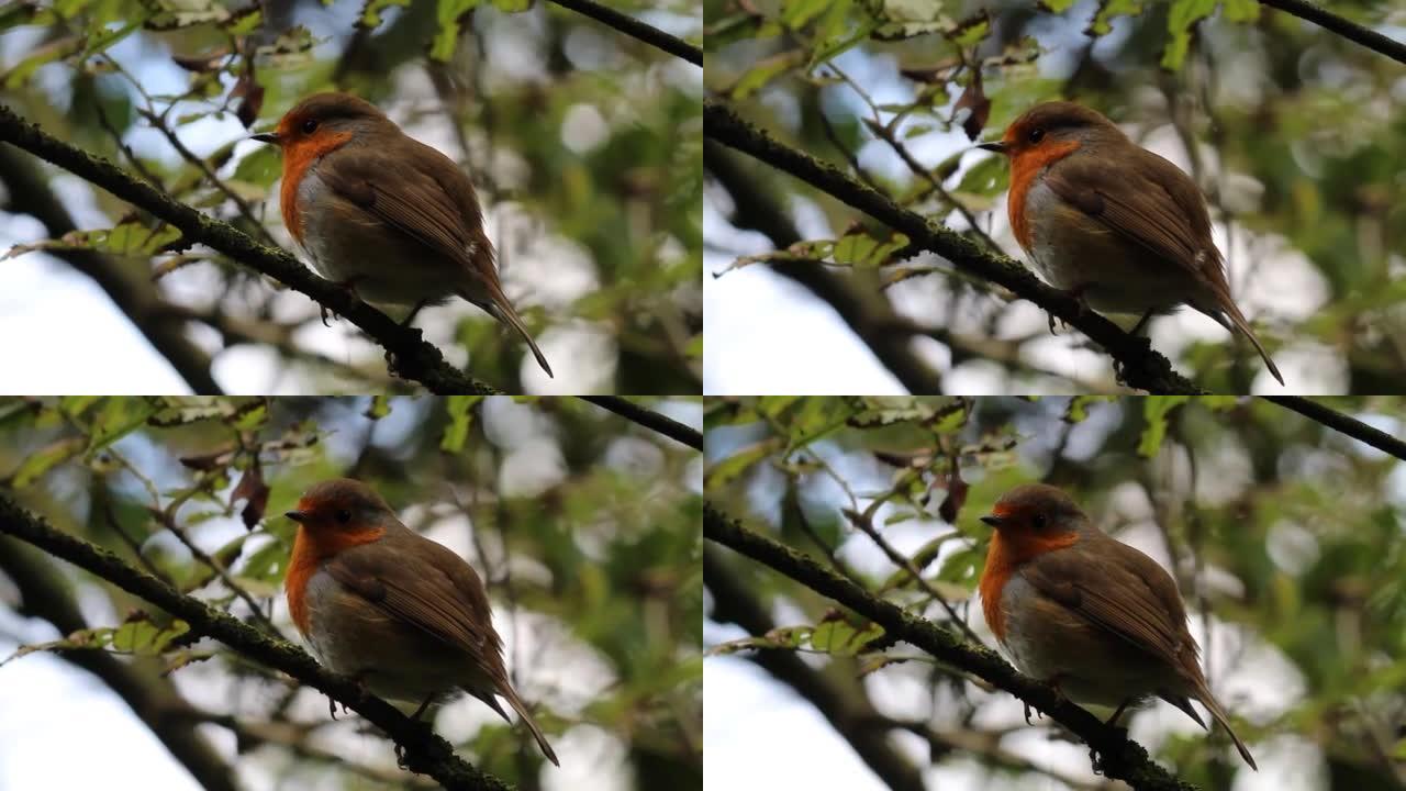 A happy Robin Redbreast in the forest, singing and