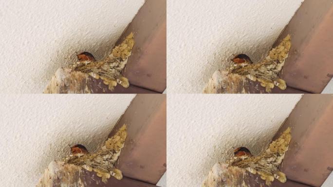 夏天，在私人房屋屋顶的背面有一个燕窝，雏鸟在离开巢穴之前。