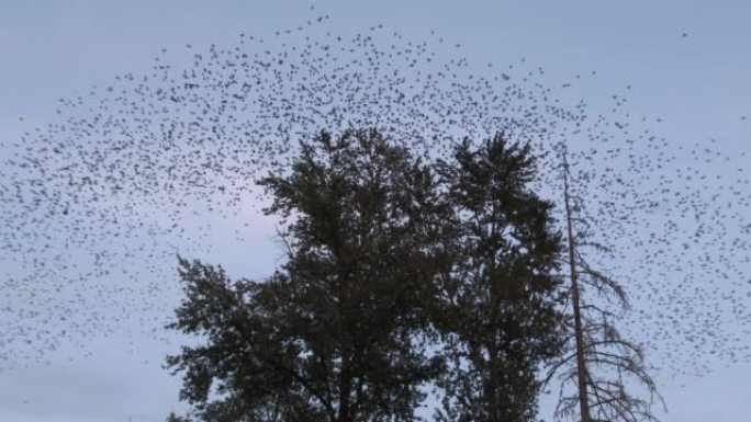 成千上万的鸟从孤零零的树上飞走