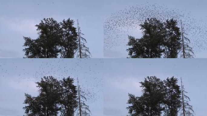 成千上万的鸟从孤零零的树上飞走
