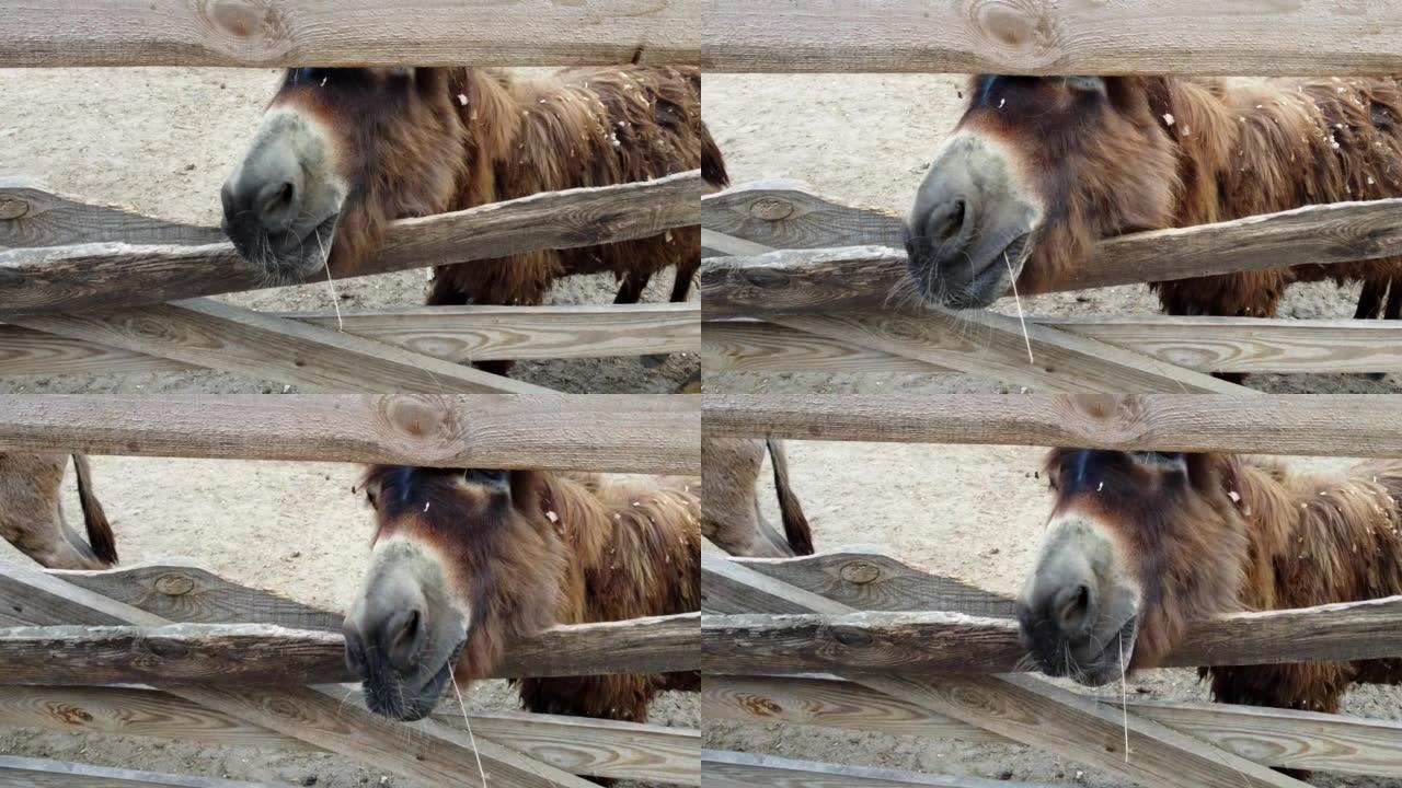 一头驴站在驴农场的围栏后面。两个驴嘴特写。村庄里的家养农村动物。牲畜，畜牧业，动物饲养，畜栏，有蹄类
