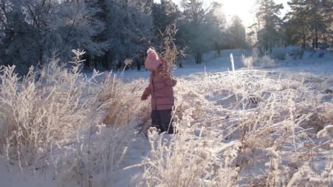 快乐的小女孩在阳光明媚的冬日采摘干草。她在积雪覆盖的树木之间的深雪中行走。新年假期。美妙的风景。