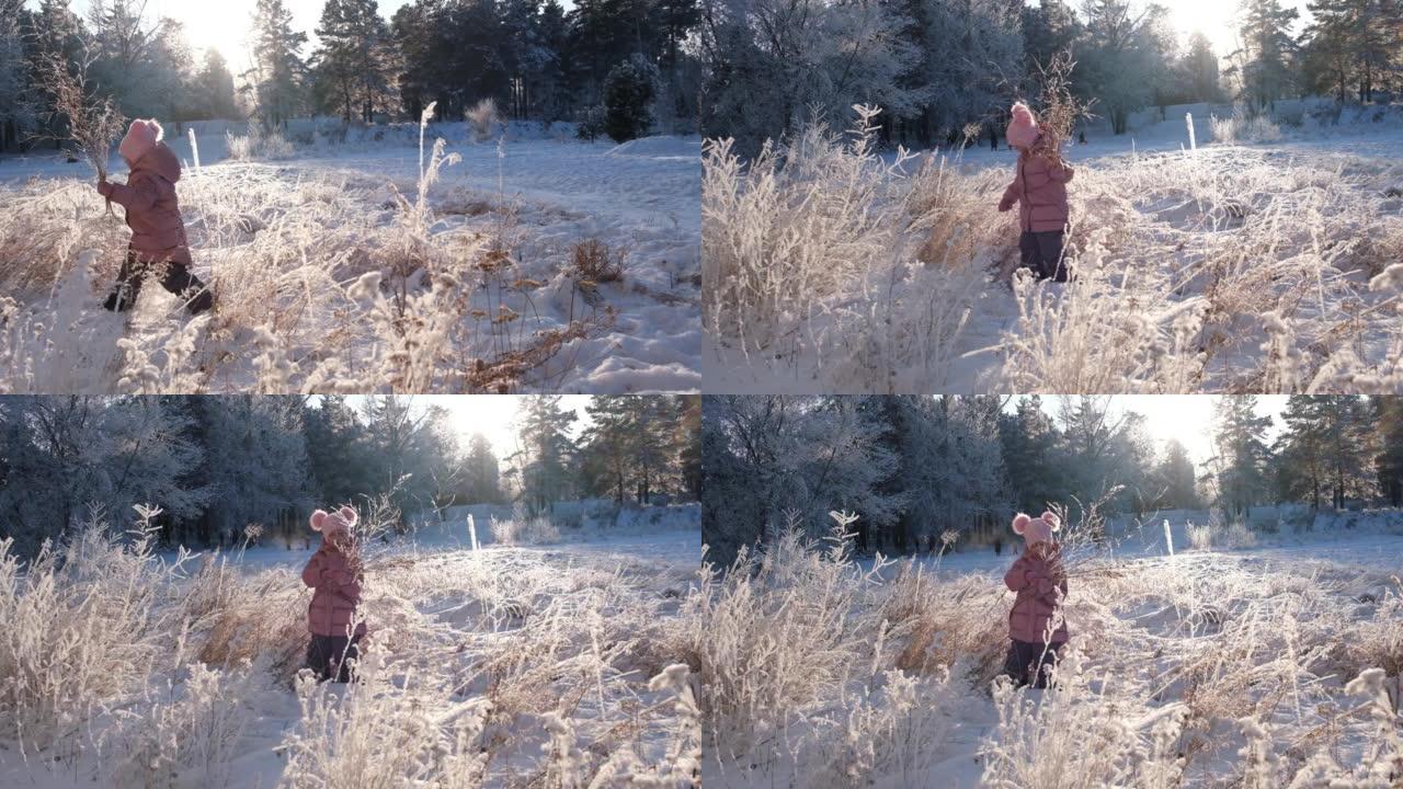 快乐的小女孩在阳光明媚的冬日采摘干草。她在积雪覆盖的树木之间的深雪中行走。新年假期。美妙的风景。