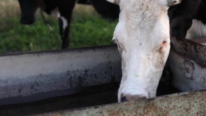 奶牛在牧场上从水箱里喝水。