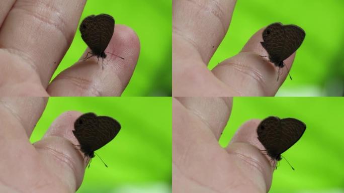 手指上的灰蝶