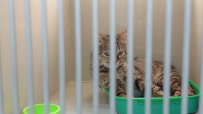动物收容所狗窝笼子里的灰猫悲伤的脸在兽医诊所感到孤独