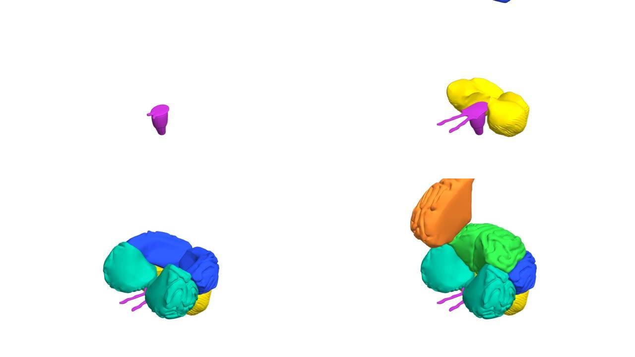 大脑组装3D动画