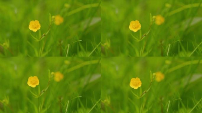 草地上的野花随风摇曳。春季在草地上盛开的黄色毛茛花。特写。