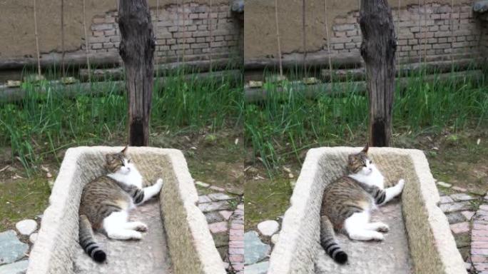 小猫躺在石槽农村场景建州猫