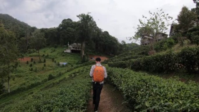 慢动作的旅行者走过泰国清迈的绿茶田