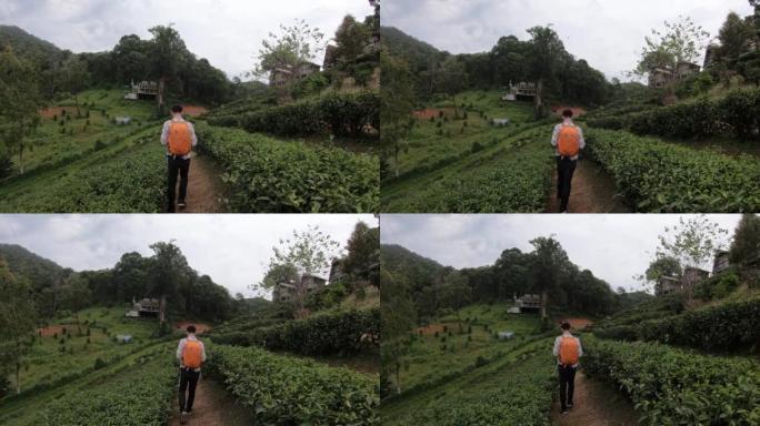 慢动作的旅行者走过泰国清迈的绿茶田