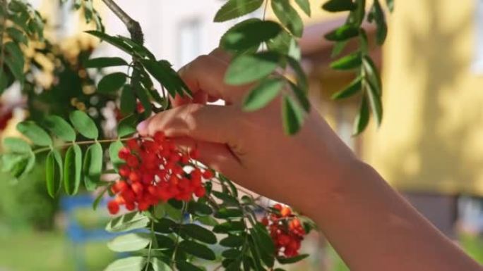 年轻的高加索女性从山灰花枝欧洲罗文树上采摘成熟的浆果