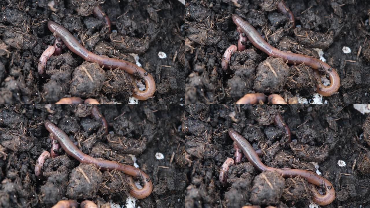 一桶土壤中的花园lob蠕虫的特写