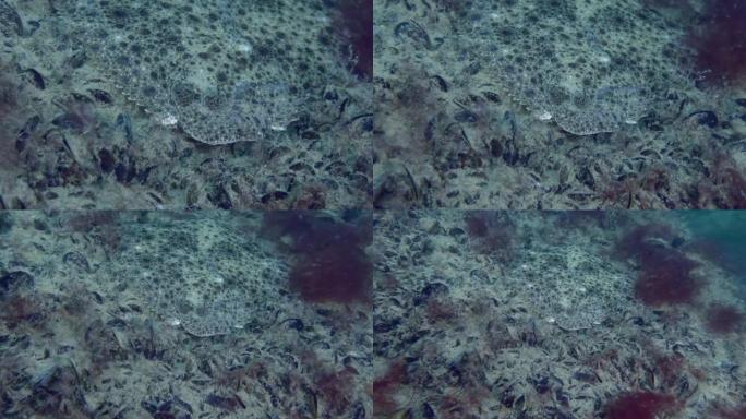 海底的布莱大菱鲆。