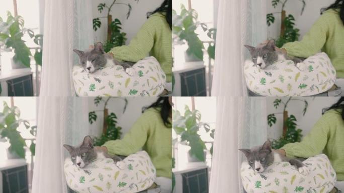 亚洲女人在猫的床上抚摸和抚摸一只可爱的灰猫。