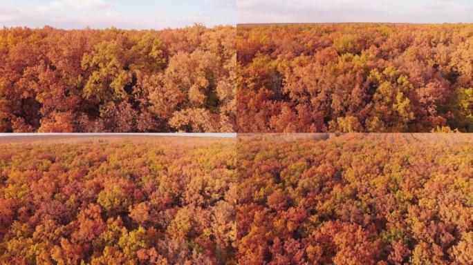秋天的树木空中拍摄森林天际线的树叶