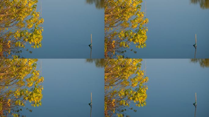 秋天平静的湖面实拍镜头
