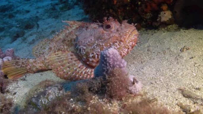 海底生物-蝎子鱼在沙海床中安静