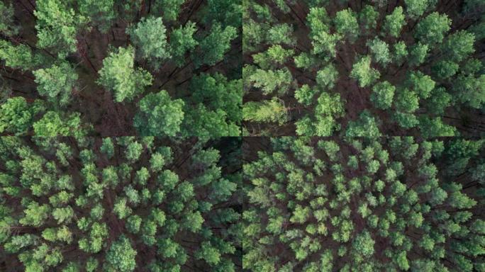 飞越森林。高大的树木。直升机上的景色。直升机搜索。摄像机的上升运动。版本3