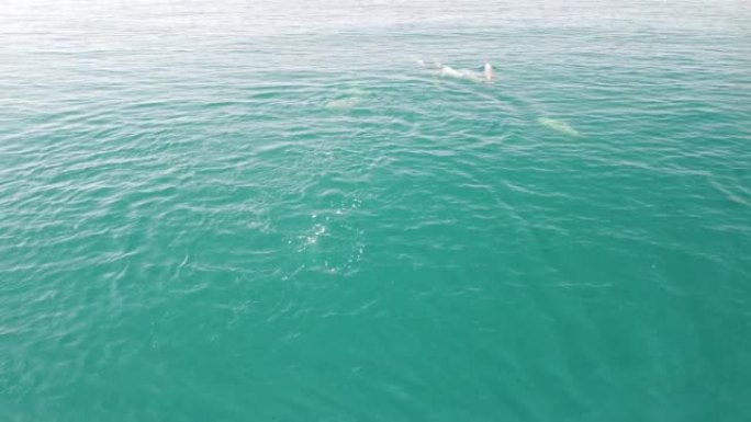 海豚在清澈平静的绿松石水域中缓慢游泳的鸟瞰图。从上方看，沿海岸线迁移的大型地方性海洋哺乳动物