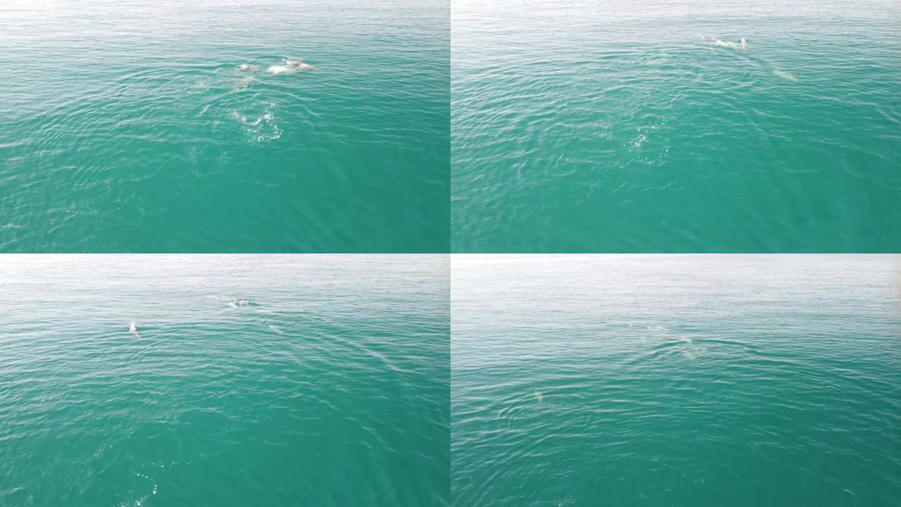 海豚在清澈平静的绿松石水域中缓慢游泳的鸟瞰图。从上方看，沿海岸线迁移的大型地方性海洋哺乳动物