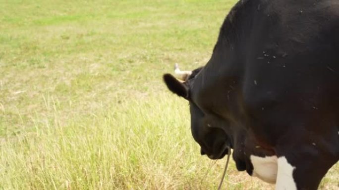 夏天在草地上吃草并刷掉昆虫的成年黑牛的特写