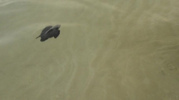 海水中的小海龟宝宝