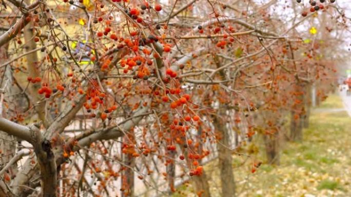 在人行道上的灌木树上，将螃蟹苹果的红色秋天浆果特写