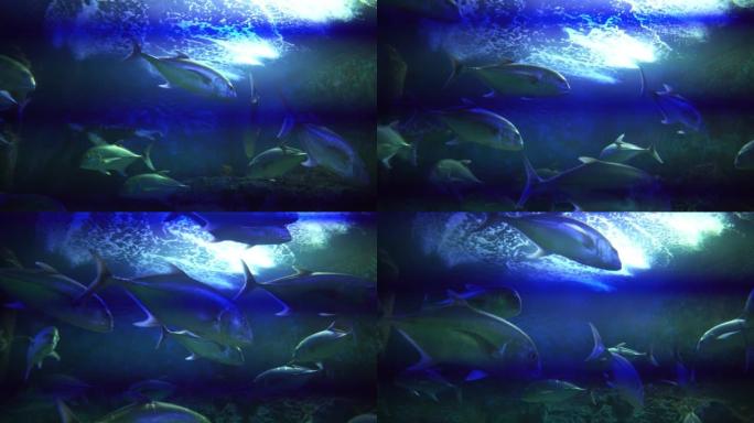 五颜六色的咸水鱼在装有霓虹灯的玻璃缸里游泳。在泰国清迈府花园的水族馆。水族馆动物园鱼海盐水概念。