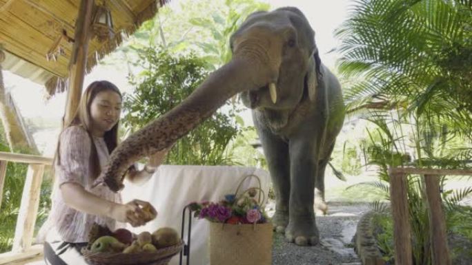 女旅行者在度假胜地与大象进行早间通话
