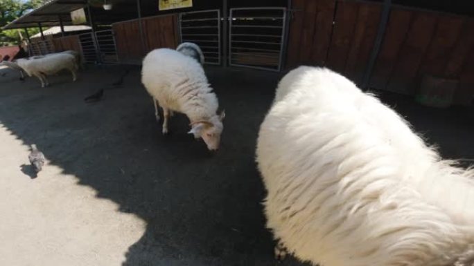 农场里的绵羊特写镜头。