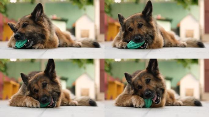 一只德国牧羊犬在后院玩橡皮球的特写镜头。