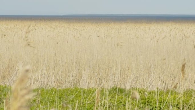 爱沙尼亚一片充满普通芦苇草的广阔土地