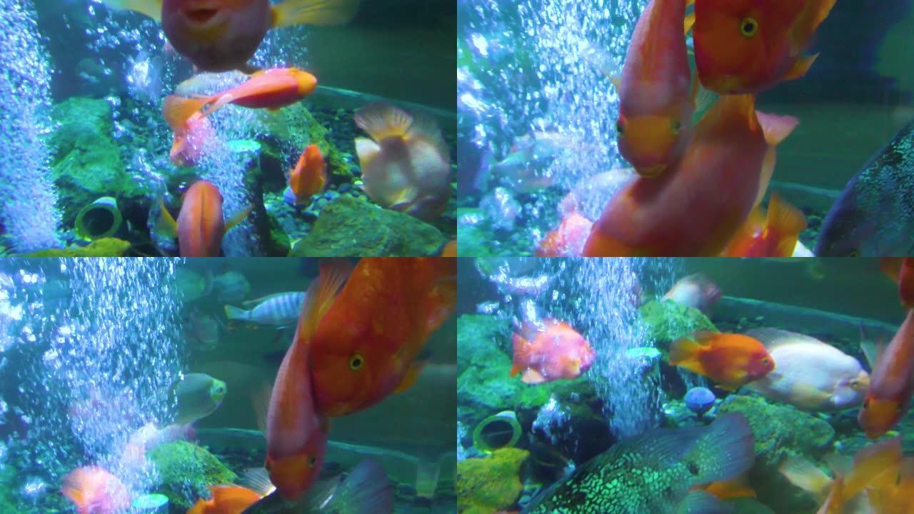 鱼在气泡中游泳。