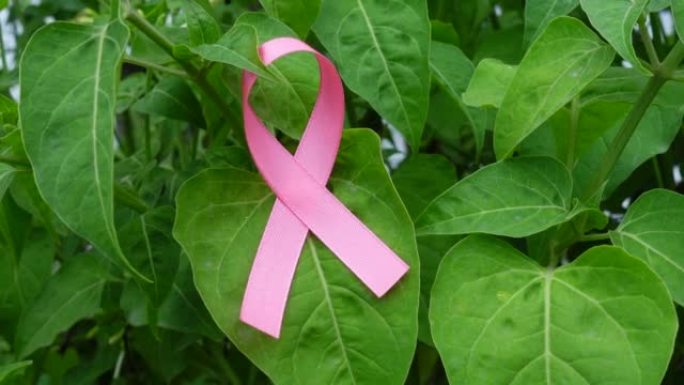 绿叶背景上的粉红丝带乳腺癌意识图标徽章。世界癌症日，10月粉红日，全国癌症幸存者日概念。