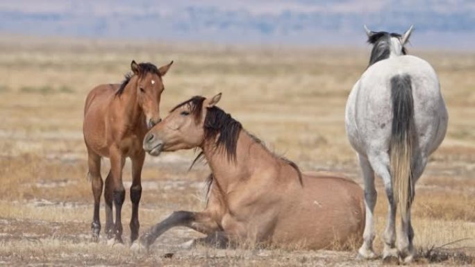 马站在犹他州西部沙漠的小马驹旁边