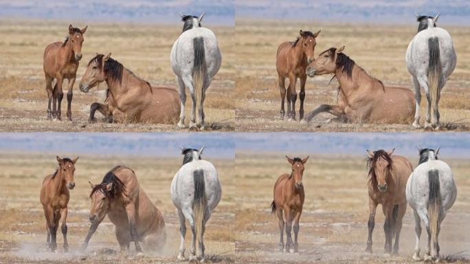 马站在犹他州西部沙漠的小马驹旁边