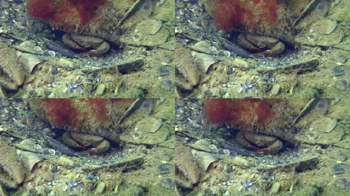 海底的美洲豹圆蟹。