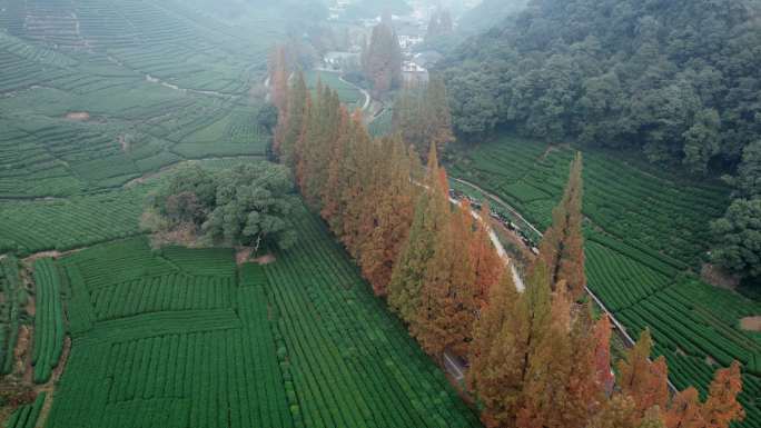 茶园茶山茶叶