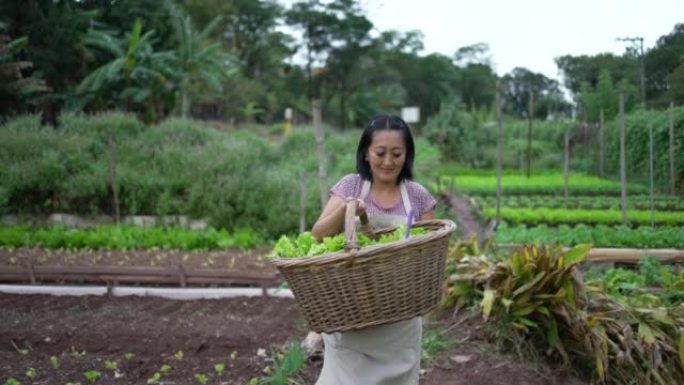 女人在农场拿着有机食品走向相机。亚裔美国人在篮子里拿着绿色生菜