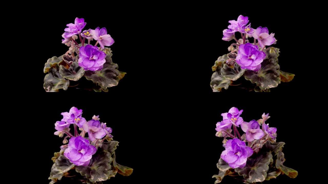 紫色圣保利亚非洲紫生长与开放的时序